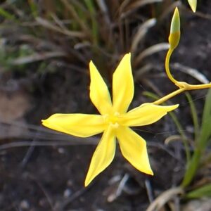 Bobartia paniculata - Branching Rushiris; Blombiesie - 5 Seed Pack