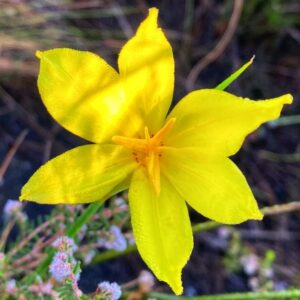 Bobartia parva - Mini Rushiris - 5 Seed Pack