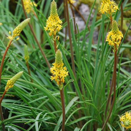 Bulbinella angustifolia - Maoris Onion - 5 Seed Pack