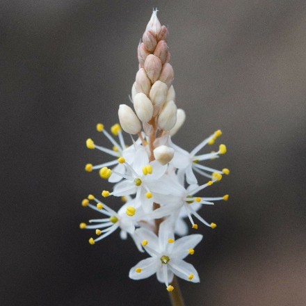 Bulbinella ciliolata (Anthericum ciliolatum) - Kamies Catstail - 5 Seed Pack
