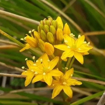 Bulbinella gibbsii - Gibbs Maori Onion - 5 Seed Pack