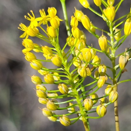 Bulbinella gracilis (Anthericum gracile) - Fine Catstail - 5 Seed Pack