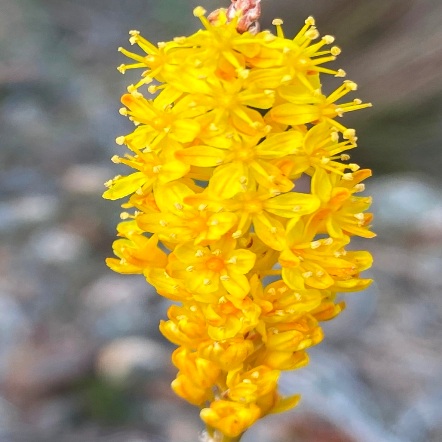 Bulbinella potbergensis - Malgas Catstail - 5 Seed Pack