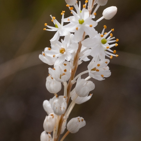 Bulbinella trinervis (Anthericum triquetrum var. trinervis) - Threenerve Catstail - 5 Seed Pack