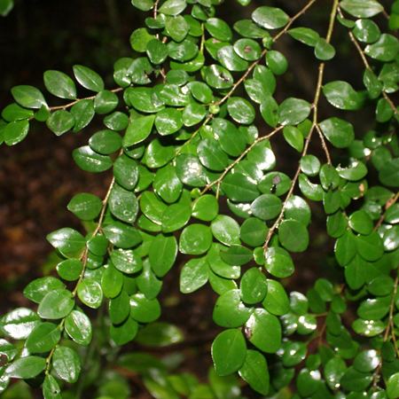 Diospyros natalensis - Small-leaved Jackal-berry - 5 Seed Pack - Image 4