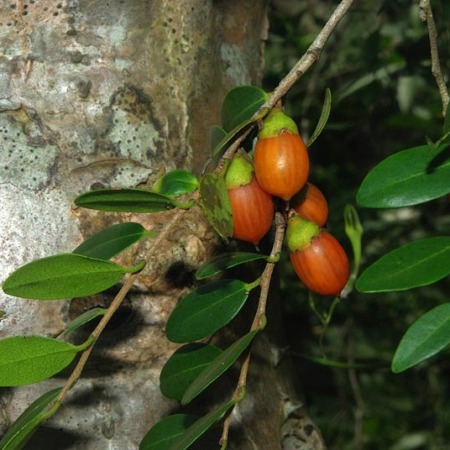 Diospyros natalensis - Small-leaved Jackal-berry - 5 Seed Pack - Image 3