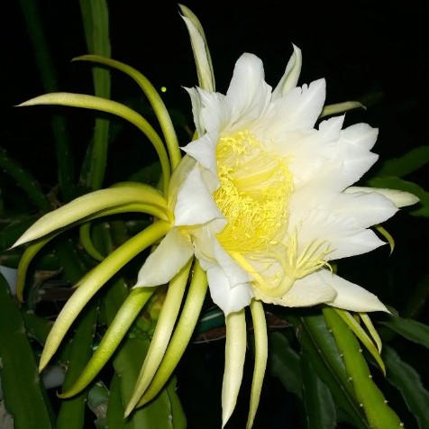 Dragon Fruit Delight - Hylocereus guatemalensis x Hylocereus undatus Hybrid - 10 Seed Pack - Image 2