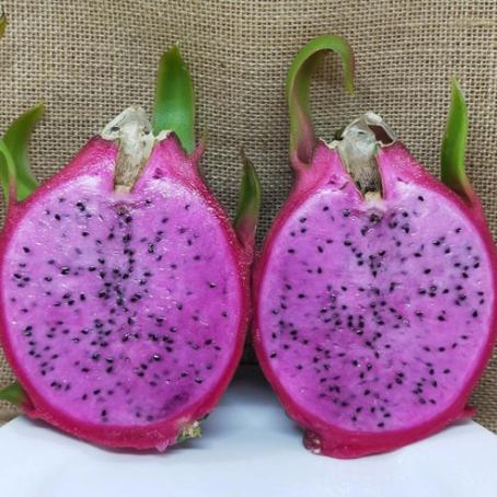 Dragon Fruit Delight - Hylocereus guatemalensis x Hylocereus undatus Hybrid - 10 Seed Pack