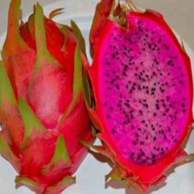 Dragon Fruit Physical Graffiti - Hylocereus guatemalensis x Hylocereus undatus Hybrid - 10 Seed Pack