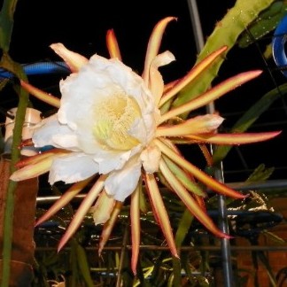Dragon Fruit Bloody Mary - Hylocereus polyrhizus - 10 Seed Pack - Image 2