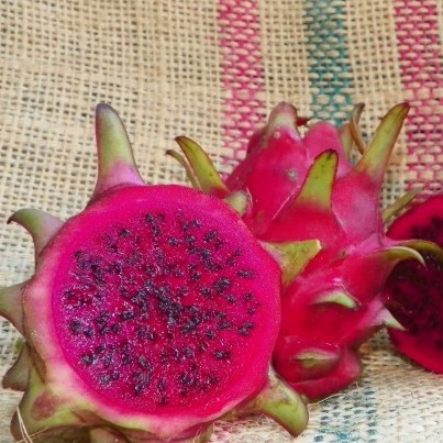 Dragon Fruit Bloody Mary - Hylocereus polyrhizus - 10 Seed Pack