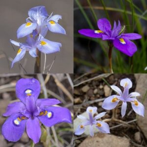 Moraea alpina - Alpine Tulp - 5 Seed Pack