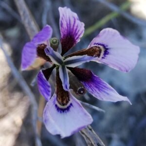 Moraea amissa - Lost Flappie - 5 Seed Pack