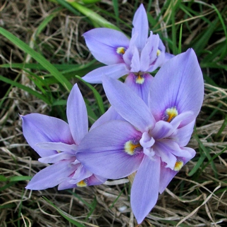 Moraea australis (Gynandriris australis) - Southern Glasstulip - 5 Seed Pack - Image 2