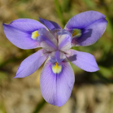 Moraea australis (Gynandriris australis) - Southern Glasstulip - 5 Seed Pack - Image 3