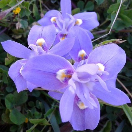 Moraea australis (Gynandriris australis) - Southern Glasstulip - 5 Seed Pack - Image 4