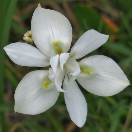 Moraea australis (Gynandriris australis) - Southern Glasstulip - 5 Seed Pack - Image 5