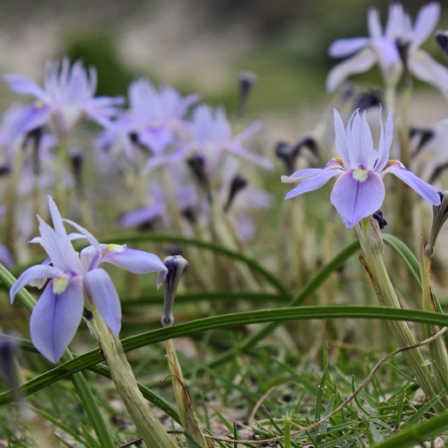 Moraea australis (Gynandriris australis) - Southern Glasstulip - 5 Seed Pack - Image 6