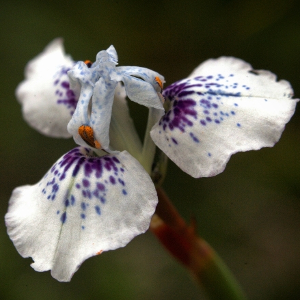 Moraea barnardii - 5 Seed Pack