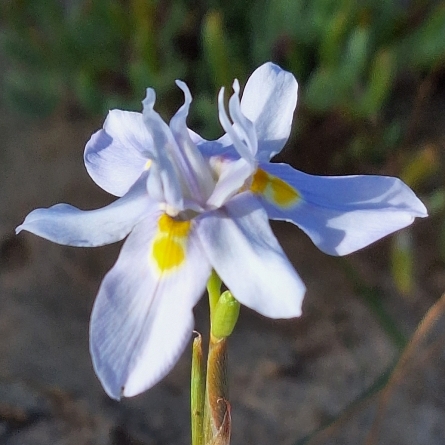Moraea bipartita - 5 Seed Pack - Image 3