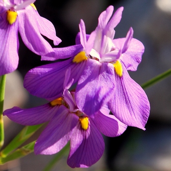 Moraea bipartita - 5 Seed Pack - Image 5