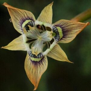 Moraea bubalina - 5 Seed Pack