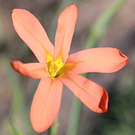 Moraea bulbillifera ssp. bulbillifera (Homeria bulbillifera subsp. bulbillifera) - 5 Seed Pack - Image 2