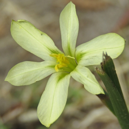 Moraea bulbillifera ssp. bulbillifera (Homeria bulbillifera subsp. bulbillifera) - 5 Seed Pack - Image 3