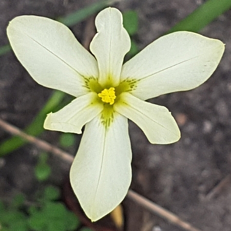 Moraea bulbillifera ssp. bulbillifera (Homeria bulbillifera subsp. bulbillifera) - 5 Seed Pack - Image 4