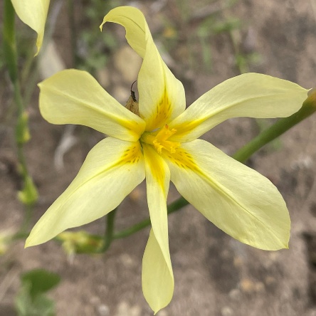 Moraea bulbillifera ssp. bulbillifera (Homeria bulbillifera subsp. bulbillifera) - 5 Seed Pack - Image 5