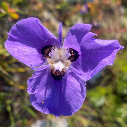 Moraea calcicola - Limestone Flappie - 5 Seed Pack