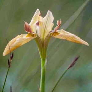 Moraea carnea - Flesh Tulip - 5 Seed Pack