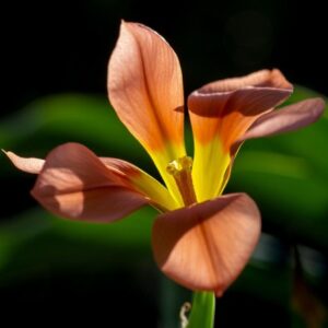 Moraea comptonii (Homeria comptonii) - Ruiktulp - 5 Seed Pack