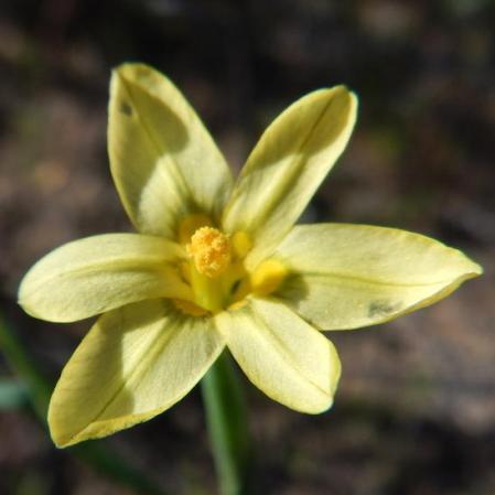 Moraea demissa (Homeria tenuis) - 5 Seed Pack