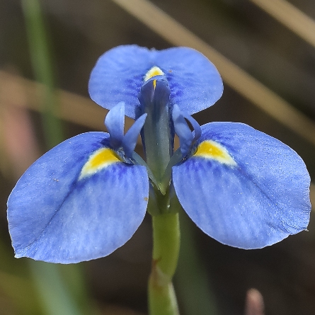 Moraea dracomontana - Drakensberg Uintjie - 5 Seed Pack