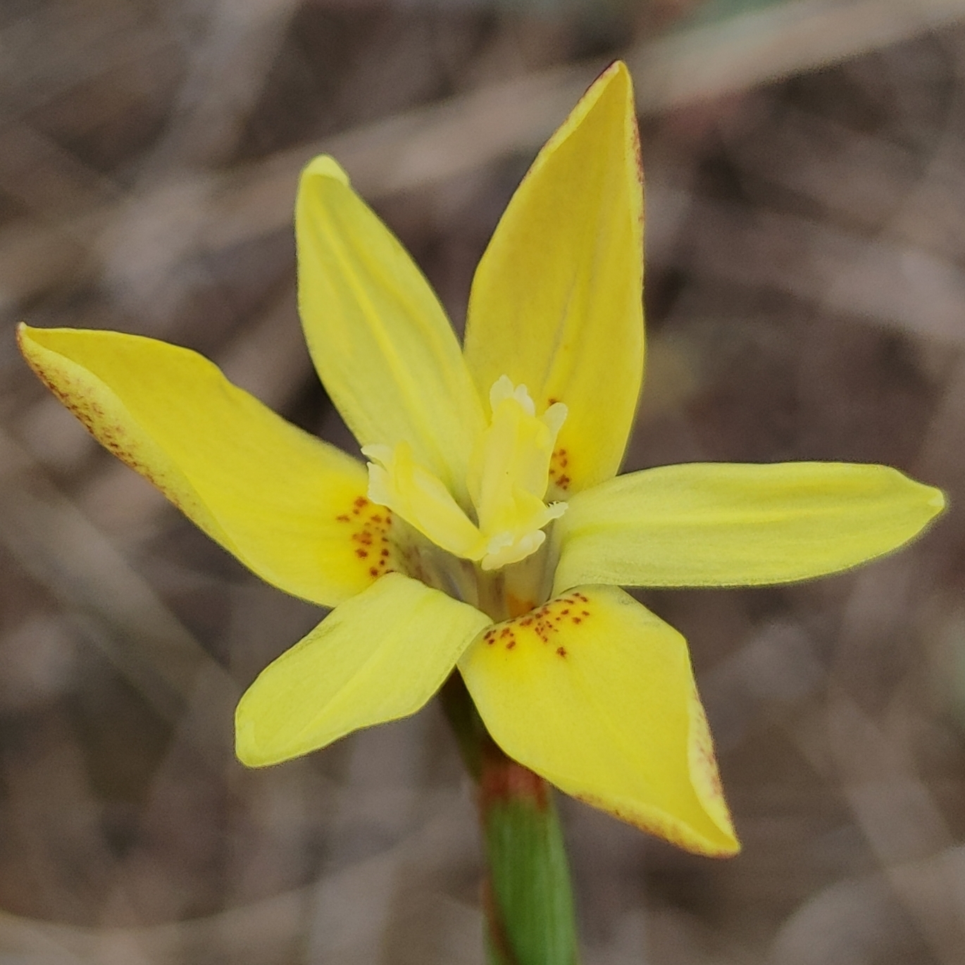 Moraea elsiae (Homeria simulans) - Sticky Sand Tulip - 5 Seed Pack