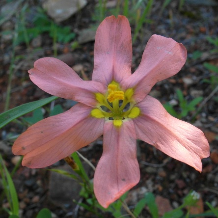 Moraea fenestrata (Homeria fenestrata) - 5 Seed Pack