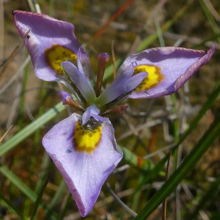Moraea fergusoniae - Ruens Uintjie - 5 Seed Pack