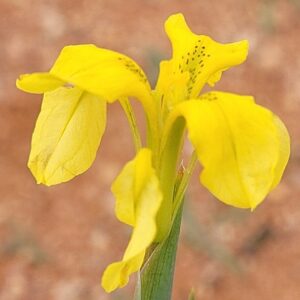 Moraea flexicaulis (Moraea pavonia) - 5 Seed Pack