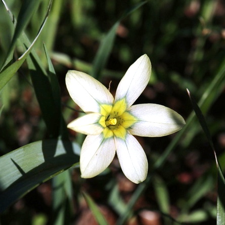 Moraea fragrans (Homeria odorata) - Fragrant Capetulip - 5 Seed Pack