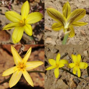 Moraea fuscomontana (Homeria fuscomontana) - 5 Seed Pack