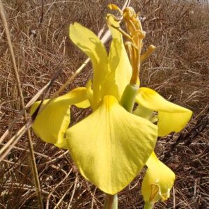 Moraea galpinii (Moraea spathacea var. galpinii) - 5 Seed Pack
