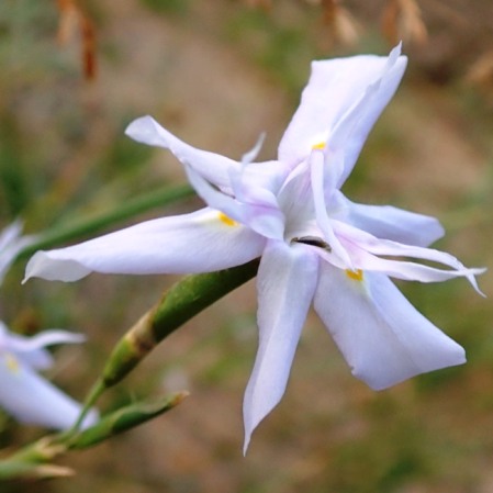 Moraea gracilenta (Moraea edulis var. gracilis) - Delicate Tulip - 5 Seed Pack