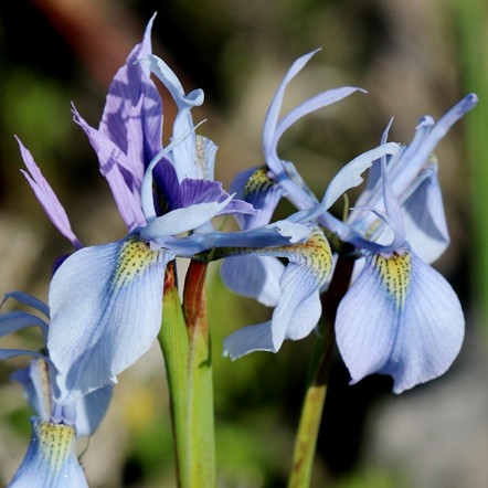 Moraea hainebachiana - 5 Seed Pack