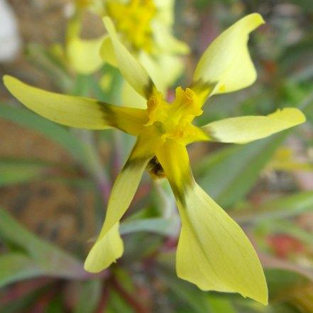 Moraea knersvlaktensis (Homeria ramosissima) - 5 Seed Pack