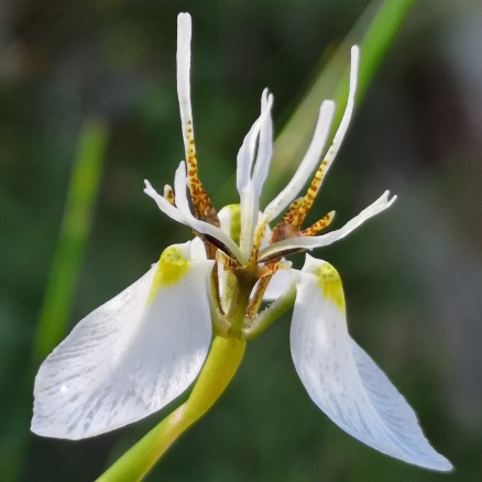 Moraea lilacina - 5 Seed Pack