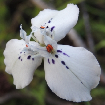Moraea longiaristata - 5 Seed Pack
