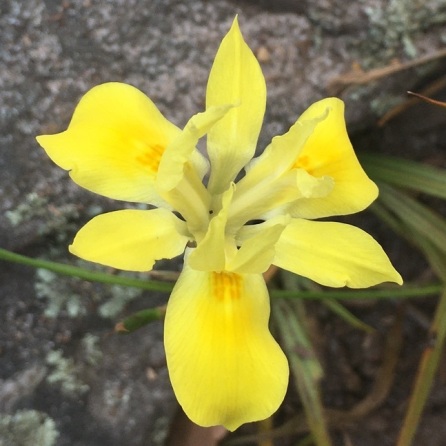 Moraea longifolia (Hexaglottis longifolia) - Long Threadstar - 5 Seed Pack