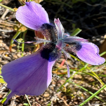 Moraea loubseri - Spider Flappie; Spinnekopflappie - 5 Seed Pack