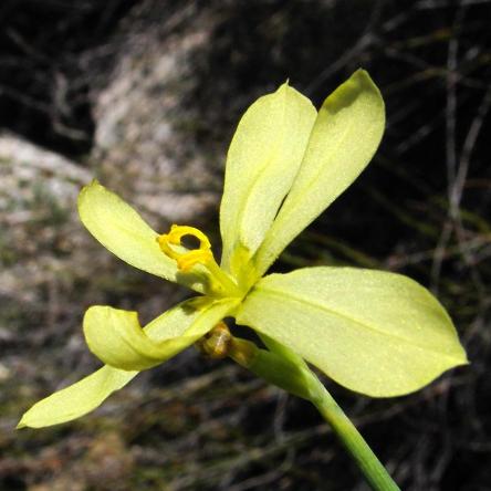 Moraea louisabolusiae (Homeria bolusiae) - 5 Seed Pack